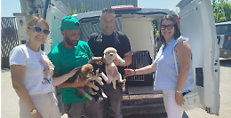 Cuccioli salvati, operazione dell’Assessorato al Randagismo contro l’abbandono