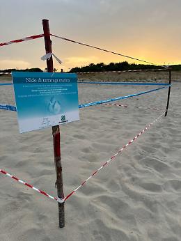 Tartarughe marine: scoperto il primo nido della stagione sulla spiaggia di Castellaneta Marina. Le foto
