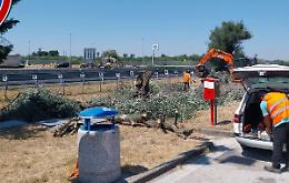 Tagliate le prime piante colpite dalla Xylella: scattano le eradicazioni e i controlli nelle aree a rischio