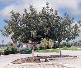 Cinque alberi da ombra perfetti per il giardino (senza radici invadenti)