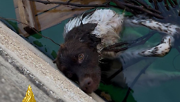 Cane intrappolato in una vasca colma d'acqua salvato dai vigili del fuoco