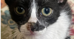 Gianfry, eroe silenzioso: salva un gattino investito e lo adotta dopo l’amputazione di una zampa