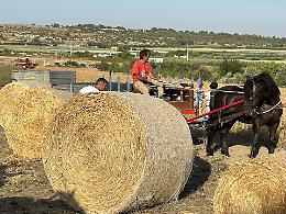 Torna la “Mietitura del grano” all’antica