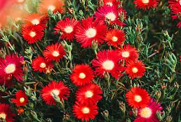 Piante semigrasse da balcone: bellezza e resistenza anche sotto il sole d’estate