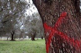 Xylella, tre ulivi infetti : il sindaco convoca le associazioni agricole