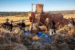 La mietitura del grano e il cuore pulsante delle radici in Puglia
