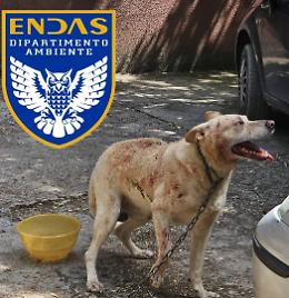 Otto cani legati e senza acqua: sequestro e denuncia. Le foto