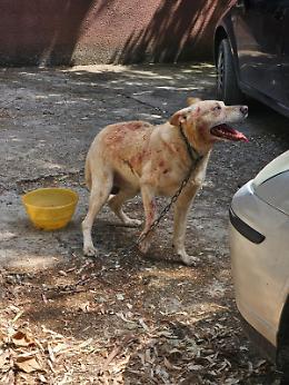 Sequestrati gli 8 cani maltrattati.  L’on. Brambilla: “Basta impunità per chi maltratta gli animali”