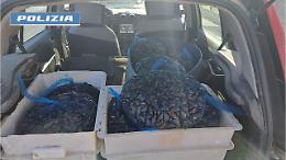 Pesca e vendita di cozze da zona vietata: denunciato un pregiudicato tarantino