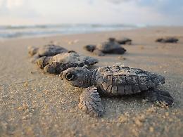 Due nidi di Caretta caretta e un’intera giornata per proteggerle