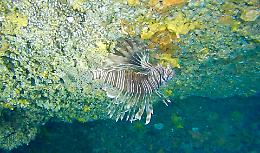 Pesce Scorpione avvistato a Santa Caterina: prima segnalazione nelle acque di Nardò