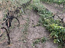 Tornado e grandine devastano le campagne del Tarantino, si contano i danni. Le foto