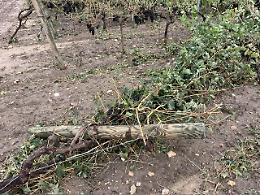 Meteo estremo e agricoltura in difficolt&agrave;, Coldiretti chiede interventi urgenti alla Regione