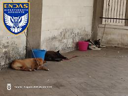 Cani maltrattati, sequestrati 4 esemplari: denunciato il proprietario. Le foto