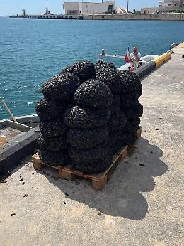 Sequestrati 680 chili di cozze pericolose allevate abusivamente nel Mar Piccolo