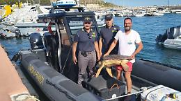La Guardia di Finanza salva una tartaruga Caretta Caretta in difficoltà. Le foto