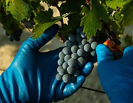 Primitivo di Manduria, ecco perché sarà un'ottima annata