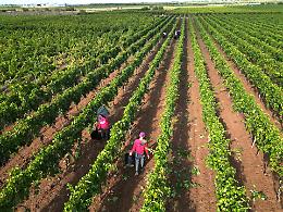 Vendemmia 2025, annata da ricordare: produzione in crescita del 40 per cento. Le foto