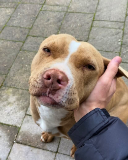 Pitbull torturata e uccisa: Lndc chiede indagini rapide e giustizia per Tequila