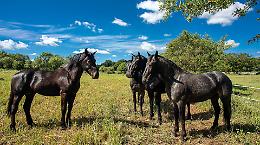 Tra Carabinieri e Polizia Federale Tedesca una collaborazione nel segno del cavallo murgese