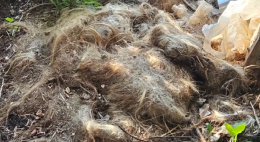 Carcasse di cani e resti animali in un rustico, l'ombra dei combattimenti clandestini