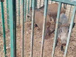 Cinghiali a Lama Balice, catturati tre giovani esemplari: prosegue il piano di controllo