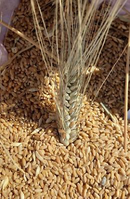 Crollo del prezzo del grano duro, gli agricoltori pugliesi lanciano l’allarme