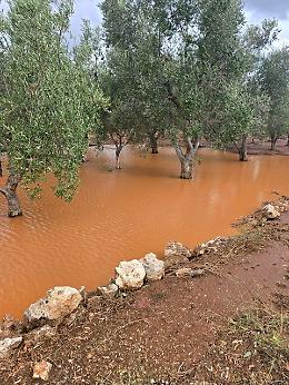Campi allagati, distrutte le produzioni di mandorle, ciliegie e pesche. "Ora lo stato di Calamit&agrave;"