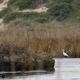 Dune Costiere, nuovo riconoscimento europeo per il Parco 