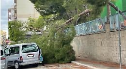 “Serve un piano urgente per la sicurezza del verde pubblico a Bisceglie. Anche a tutela dei cittadini”