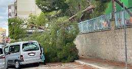 Scuola Monterisi, "Cadono alberi sulle teste delle persone"