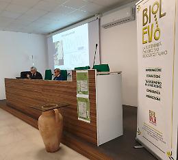Olivicoltura biologica, il bilancio di Biolevo e le sfide per una filiera etica e sostenibile