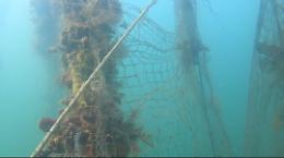 Il Wwf rimuove oltre 300 chili di reti fantasma dal Mar Piccolo. Le foto