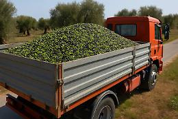 Furti di olive in aumento: “Colpiscono di notte e devastano gli ulivi”