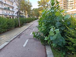 Pista ciclabile invasa dal verde, cresce il degrado lungo viale Magna Grecia. Le foto