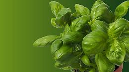 Aria buona, piante giuste