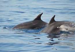 Nel Golfo di Taranto nasce il primo rifugio marino d’Europa per delfini in cattività