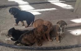 Sette cuccioli e la loro mamma messi in salvo: l’appello del Comune per un’adozione responsabile