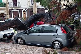 Crolla un pino accanto al Castello Svevo: paura, ma nessun ferito