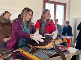 Tre giorni di formazione internazionale per proteggere le specie dell’Adriatico