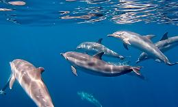 Taranto: la città dei delfini, il reportage