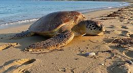Tartaruga gigante trovata morta sulle rive del Mar Piccolo