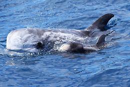 La Jonian Dolphin Conservation accelera verso il futuro con il progetto “TOCC digitale”. Le foto
