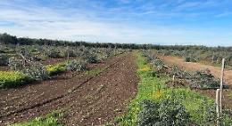 Assalto criminale alle campagne: tagliati nella notte 487 ulivi