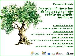 Quattro incontri per rilanciare i territori colpiti dalla Xylella. Pronti 380 mila euro 