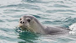 Foca monaca, l'obiettivo è farla ritornare nel Salento