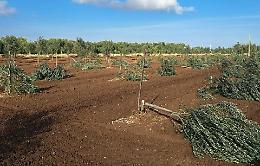 Altri 200 ulivi abbattuti nei terreni del presidente di Coldiretti