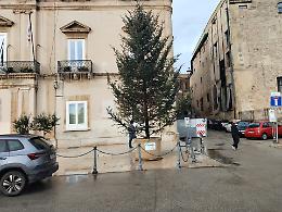 L&rsquo;albero dimenticato davanti al Palazzo di Citt&agrave;