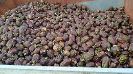 Carciofi, prezzi al collasso nei campi e alle stelle nei supermercati