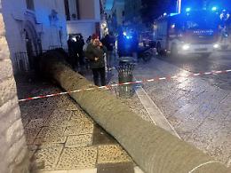 Il video shock: palma crolla al suolo, travolge un'auto e sfiora un passante: tragedia sfiorata in piazza Libert&agrave;